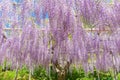 Wisteria bloomimg in end of spring season Royalty Free Stock Photo