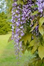 Chinese Wisteria - Wisteria blooming in summer garden . Wisteria sinensis Sweet