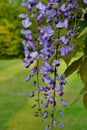 Chinese Wisteria - Wisteria blooming in summer garden . Wisteria sinensis Sweet