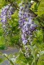 Chinese Wisteria - Wisteria blooming in summer garden . Wisteria sinensis Sweet