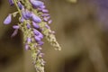 Wisteria blooms against a brown background Royalty Free Stock Photo