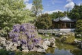 Wisteria blossom in Chinese Garden of Huntington Library