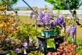 Wisteria bonsai Royalty Free Stock Photo