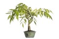 Wisteria bonsai tree, isolated Royalty Free Stock Photo