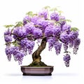 Wisteria Bonsai On White Background For Fullframe Isolation Effect Royalty Free Stock Photo