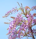 Wisteria branch