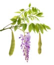 Wisteria branch with flowers and pods