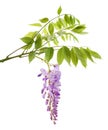 Wisteria branch with flowers