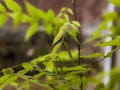 wisteria branch isolated on the window