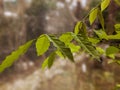 wisteria branch isolated on the window