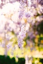 Wisteria branch with lilac flowers close-up on a blurred background.