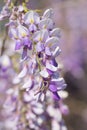 Wisteria Branch Macro on Sunny Day