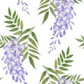 Wisteria branch seamless watercolor pattern isolated on white. Glicinia spring blossom background. Romantic delicate flowers and Royalty Free Stock Photo