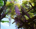 Wisteria branch in the sunlight