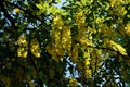 Wisteria branch with yellow bunches of flowers