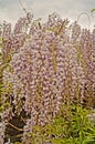 Wisteria bush with green leaves and thick bouquets of flowers with delicate white-purple petals Royalty Free Stock Photo