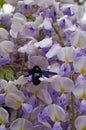 Wisteria bush with green leaves and thick bouquets of flowers with delicate white-purple petals Royalty Free Stock Photo