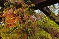 Wisteria bush with green leaves and thick bouquets of flowers with delicate white-purple petals Royalty Free Stock Photo