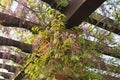 Wisteria bush with green leaves and thick bouquets of flowers with delicate white-purple petals Royalty Free Stock Photo