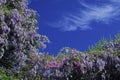 Wisteria, bush in spring, Cote d'Azur, France