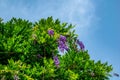 Wisteria bush with violet pendulous racemes of flowers against blue sky