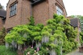 Wisteria flowering at Goddard`s House, York