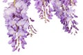 Wisteria closeup Royalty Free Stock Photo