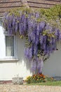 Wisteria cottage Royalty Free Stock Photo