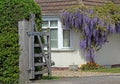 Wisteria cottage Royalty Free Stock Photo