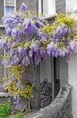 Wisteria cottage Royalty Free Stock Photo