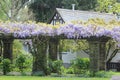 Wisteria by cottage Royalty Free Stock Photo