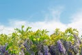 Wisteria curls and leaves and blue sky with clouds Royalty Free Stock Photo
