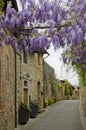 Wisteria Draped Over the Streets of Vinci, Italy Royalty Free Stock Photo