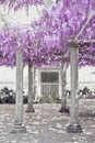 Wisteria flower arch with white column, spring purple park, natural lilac background.