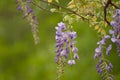 Wisteria flower bloom against a white sky background Royalty Free Stock Photo