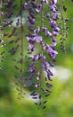 Purple Wisteria Flower