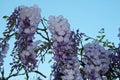 WISTERIA FLOWER CLUSTERS