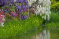 Wisteria flower