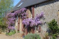 Wisteria in flower on an old stone farmhouse Royalty Free Stock Photo