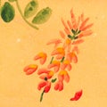 Wisteria flower on orange colored paper