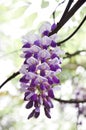 Wisteria flowers Royalty Free Stock Photo