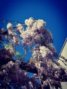 Wisteria flowers against blue sky Royalty Free Stock Photo