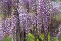 Purple Wisteria Flowers