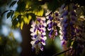 Wisteria flowers blooming in the garden on a sunny day.