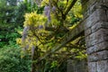 Wisteria Flowers Blooming on Trellis with Stone Columns