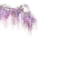 Wisteria flowers branch isolated