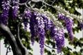 Wisteria flowers in full bloom, 3d render, illustration