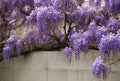 Wisteria flowers hanging