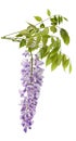 Wisteria Royalty Free Stock Photo