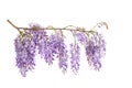 Wisteria flowers